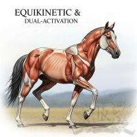 Equikinetic und Dualaktivierung Lehrgang