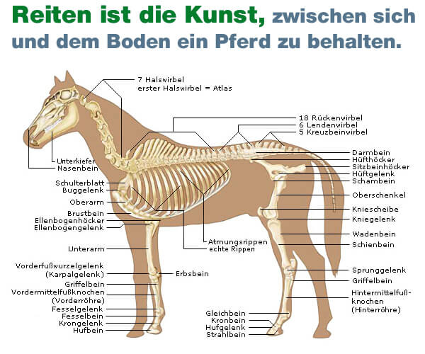 Pädagogischer Reitunterricht